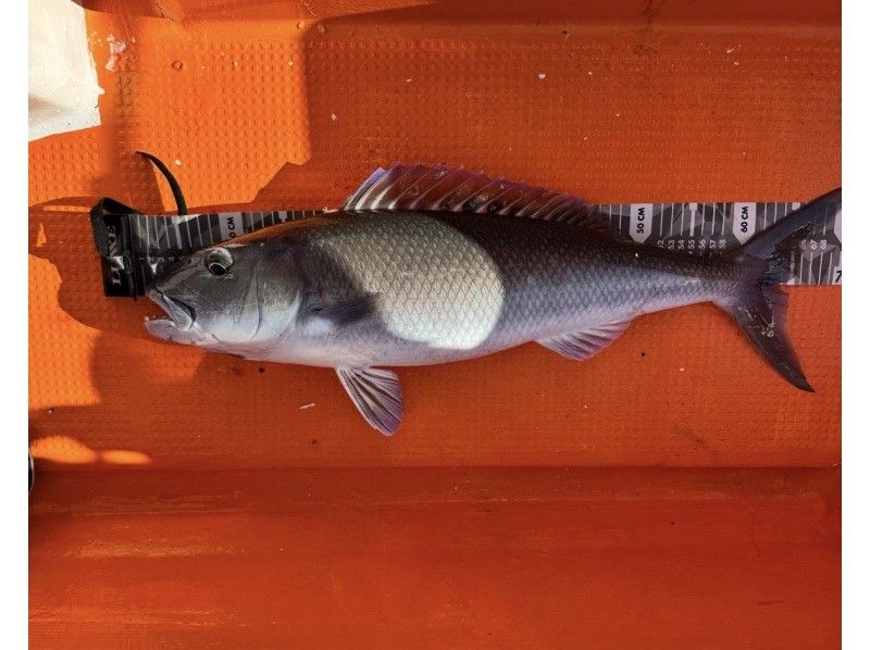 【貸切】家族・グループ向けフィッシング4時間《釣れた魚を食べられる》の紹介画像