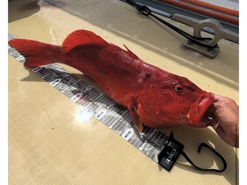 【貸切】家族・グループ向けフィッシング4時間《釣れた魚を食べられる》の紹介画像