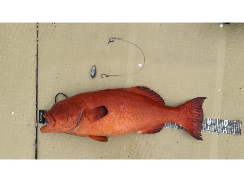 【貸切】家族・グループ向けフィッシング4時間《釣れた魚を食べられる》の紹介画像