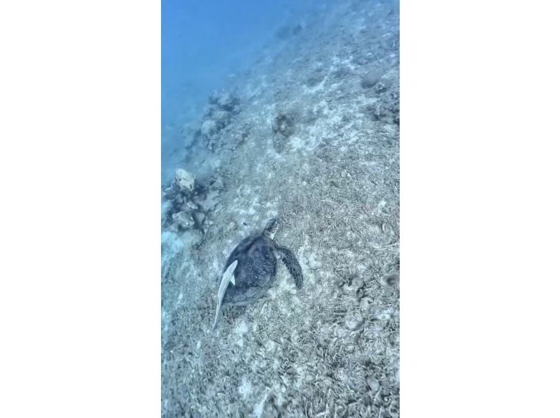 【沖縄・ゴリラチョップ】スキンダイビング　♡写真・動画・沢山無料プレゼント♪　の紹介画像