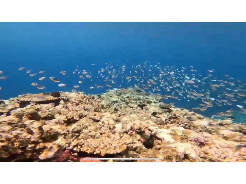 【沖縄・ゴリラチョップ】スキンダイビング　♡写真・動画・沢山無料プレゼント♪　の紹介画像