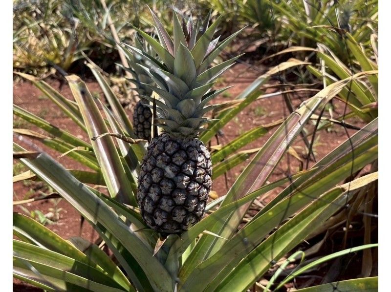【冬割／雨・風OK】久米島&ldquo;陸&rdquo;満喫おまかせ1日ツアーの紹介画像