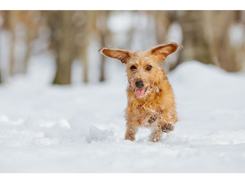 【若狭・熊川】冬の湖畔でスノーシュー体験《カップラーメン付き・手ぶらOK》の紹介画像