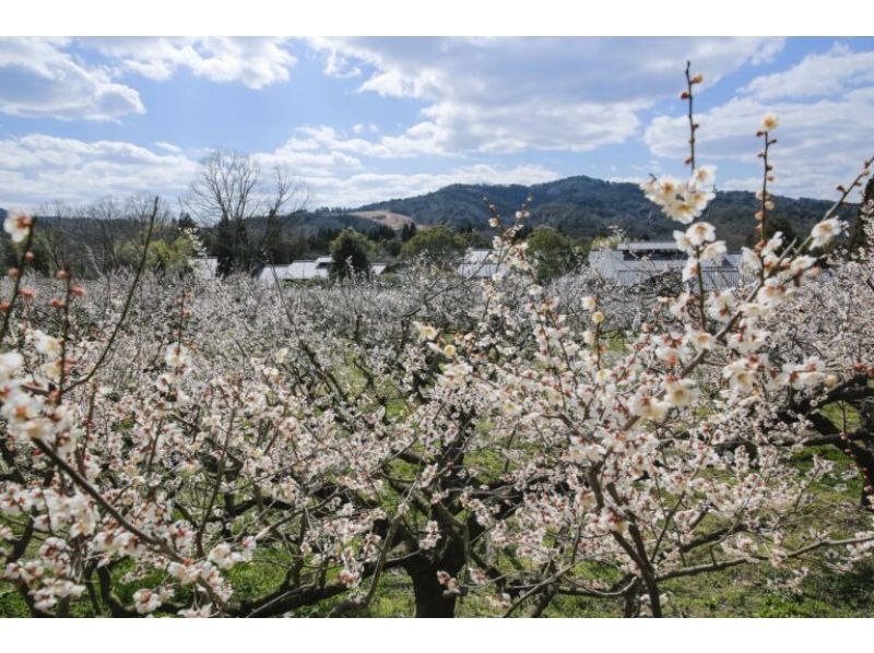 【滋賀・大津】&ldquo;膳所焼美術館と蘆花浅水荘探訪&rdquo; ひな人形と梅を巡る早春の旅〈2026年2月21日(土) 3月1日(日)開催〉の紹介画像