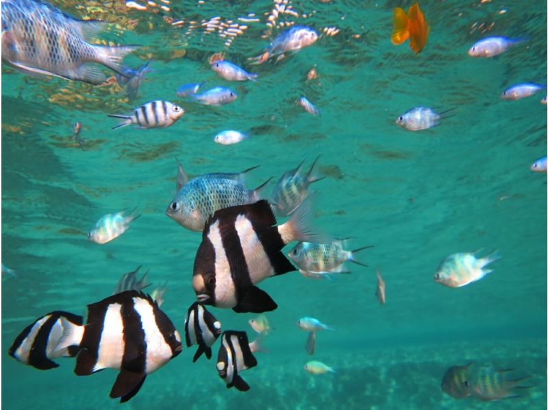 【沖縄・ジョン万ビーチ】&ldquo;冬季限定&rdquo;ガイド完全貸切制☆ウミガメに会える？ビーチシュノーケル体験！高画質カメラの写真プレゼント！の紹介画像