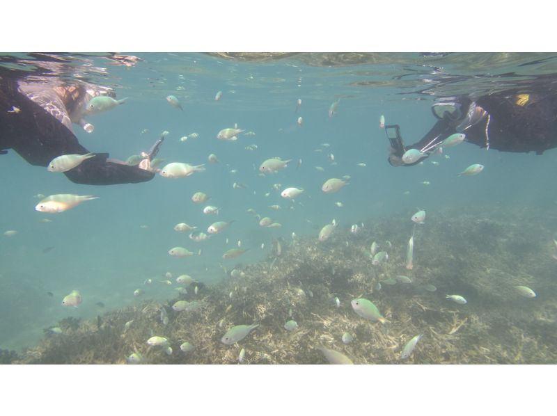 【沖縄・ジョン万ビーチ】&ldquo;冬季限定&rdquo;ガイド完全貸切制☆ウミガメに会える？ビーチシュノーケル体験！高画質カメラの写真プレゼント！の紹介画像