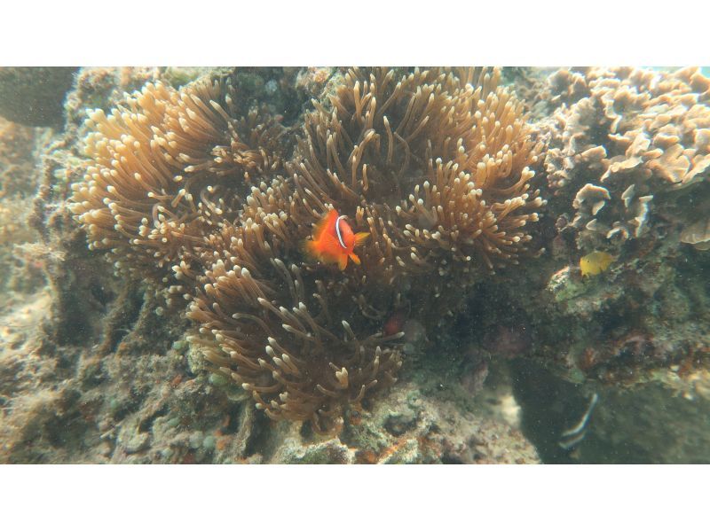 【沖縄・ジョン万ビーチ】&ldquo;冬季限定&rdquo;ガイド完全貸切制☆ウミガメに会える？ビーチシュノーケル体験！高画質カメラの写真プレゼント！の紹介画像