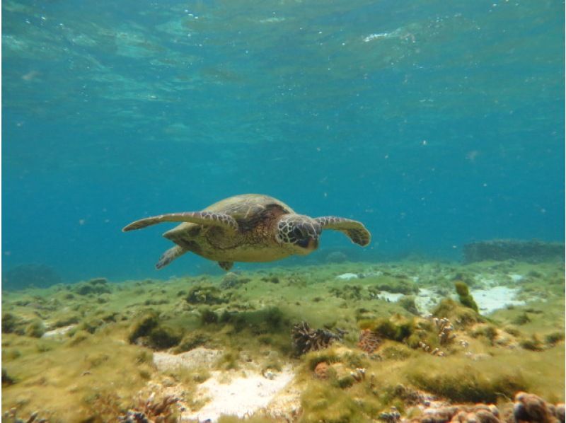 【沖縄・ジョン万ビーチ】&ldquo;冬季限定&rdquo;ガイド完全貸切制☆ウミガメに会える？ビーチシュノーケル体験！高画質カメラの写真プレゼント！の紹介画像