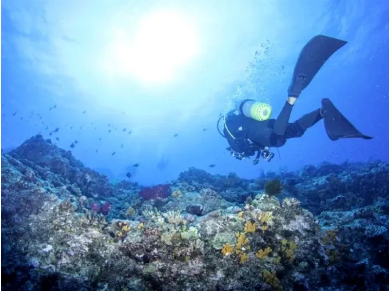 【鹿児島・奄美大島】1ツアー一組限定！！奄美の美しい海「倉崎海岸」で体験ダイビング！の紹介画像