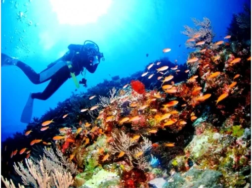 【鹿児島・奄美大島】1ツアー一組限定!!奄美の美しい海「倉崎海岸」で体験ダイビング! 【鹿児島・奄美大島】1ツアー一組限定!!奄美の美しい海「倉崎海岸」で体験ダイビング!