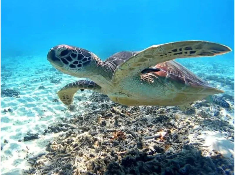 【鹿児島・奄美大島】1ツアー一組限定！！奄美の美しい海「倉崎海岸」で体験ダイビング！の紹介画像