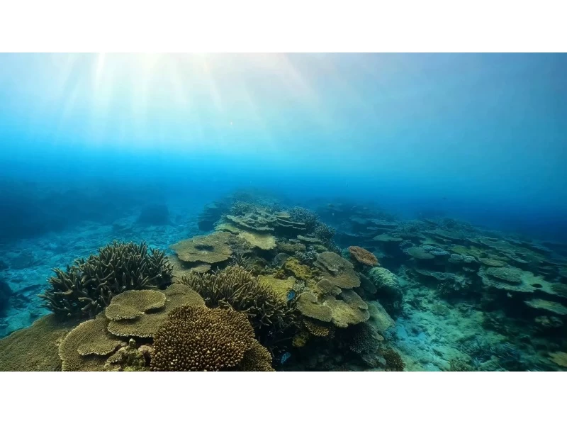 【鹿児島・奄美大島】1ツアー一組限定！！奄美の美しい海「倉崎海岸」で体験ダイビング！の紹介画像