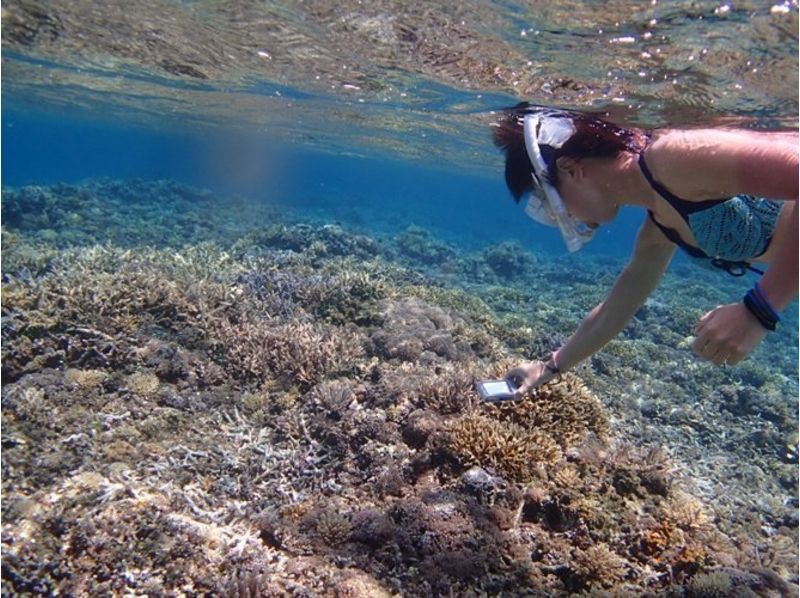 [โอกินาว่าเกาะประจำจังหวัด Kerama เกาะ Zamami] สนุกไปกับเรือได้ 2 คะแนนการดำน้ำตื้น(Snorkeling)หลักสูตรครึ่งวันの紹介画像