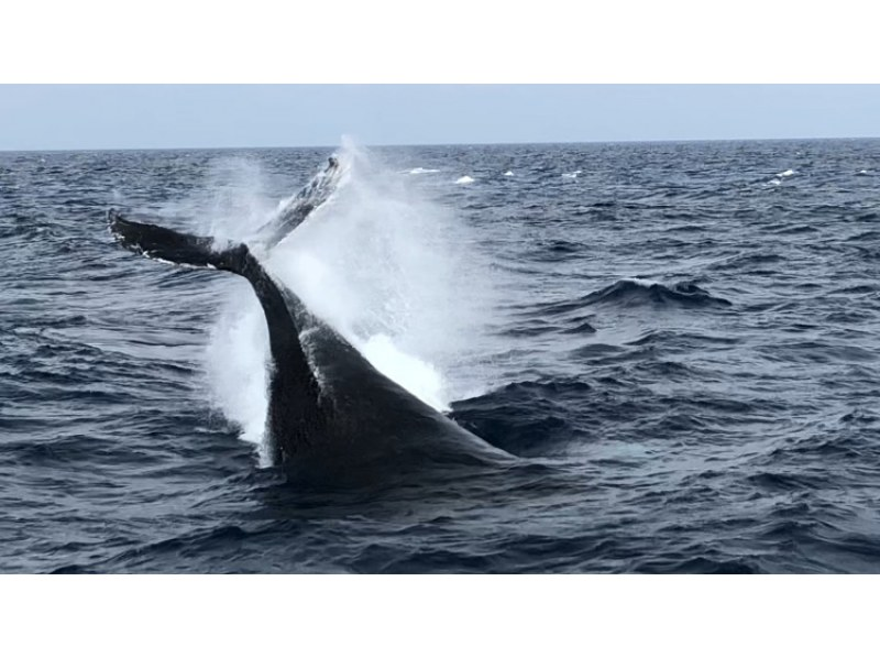 【完全貸切】北谷発 大型クルーザーで行く！ホエールウォッチングツアー ☆団体旅行・社員旅行・卒業旅行におすすめ☆の紹介画像