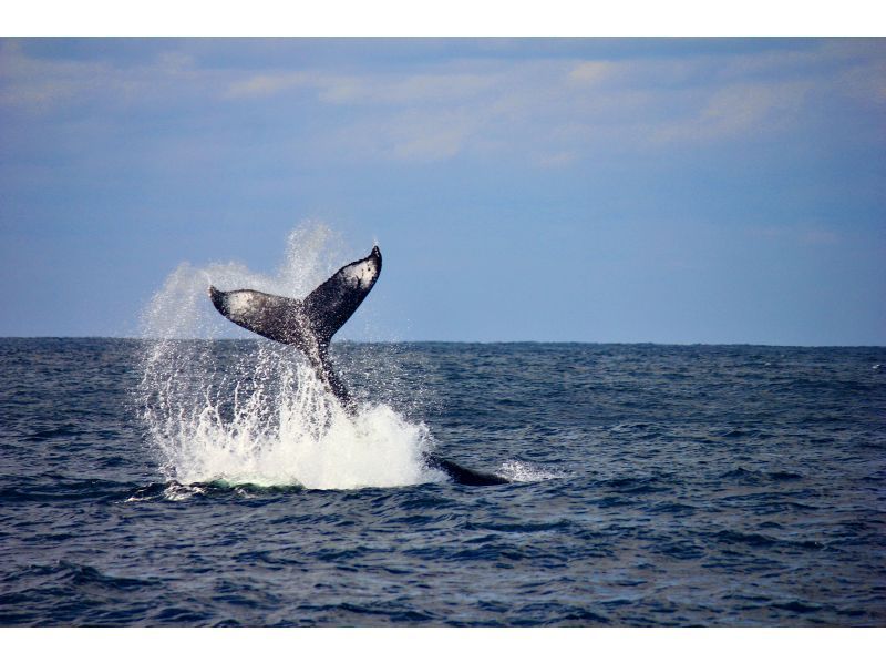 【완전 전세 &middot; 차탄 출발】 대형 크루저 전세로 간다! 고래 워칭 투어 ☆ 10 명 이상의 예약이 매우 유익 ☆の紹介画像