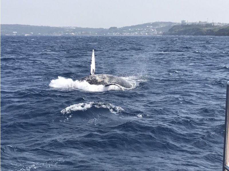 【沖縄・北谷発・半日】プライベートホエールウォッチングツアー｜大型クルーザーで広々！20名まで乗船可 ☆社員旅行・卒業旅行に最適☆の紹介画像