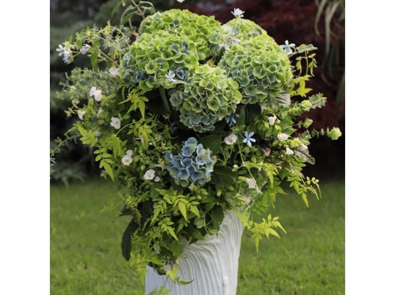 【秋田縣由利本莊】像插花一樣體驗植物採集！ <免費課程>含午餐和甜點套餐♪の紹介画像