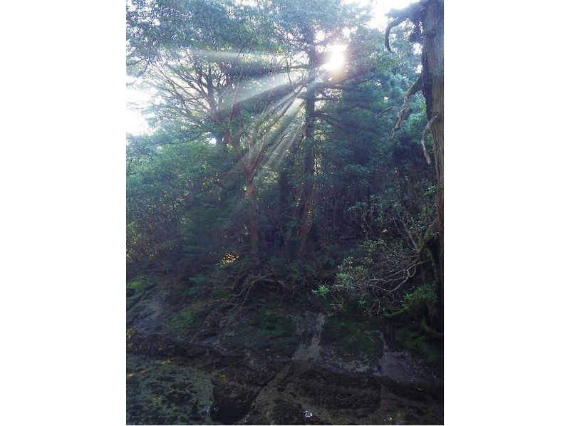 [Kagoshima Yakushima] feel free to full-scale mountain climbing, Kuromidake [smash more than 11 hours]の紹介画像