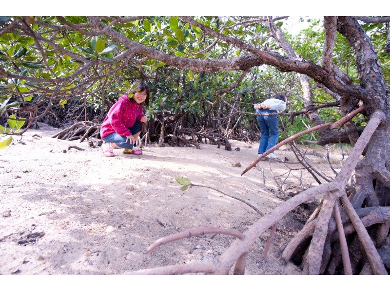 [Okinawa, Ishigaki Island] Recommended for the winter season! Mangrove walk and wildlife huntingの紹介画像