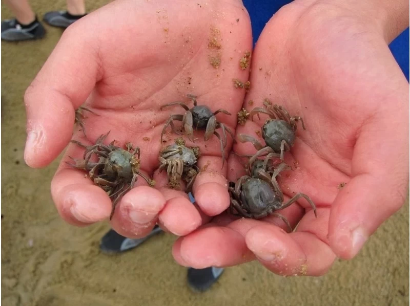 【沖縄・石垣島】冬季シーズンお勧め！マングローブウォーク＆生き物探しの紹介画像