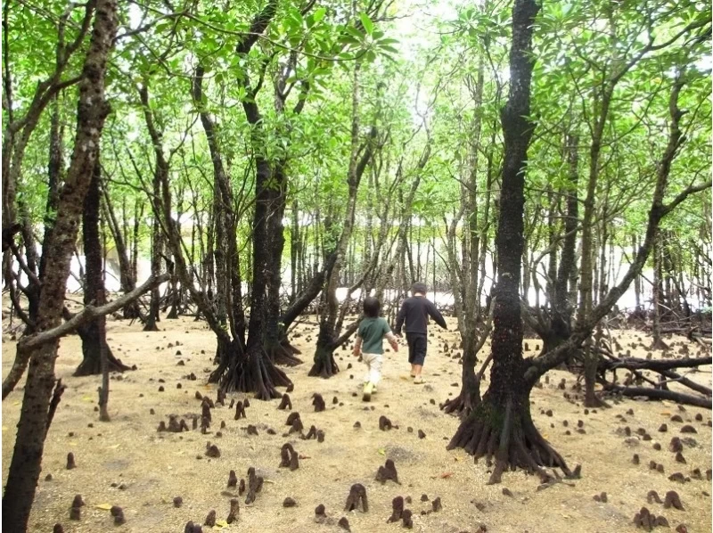 【沖縄・石垣島】冬季シーズンお勧め！マングローブウォーク＆生き物探しの紹介画像