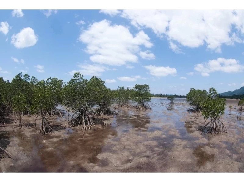 [Okinawa, Ishigaki Island] Recommended for the winter season! Mangrove walk and wildlife huntingの紹介画像