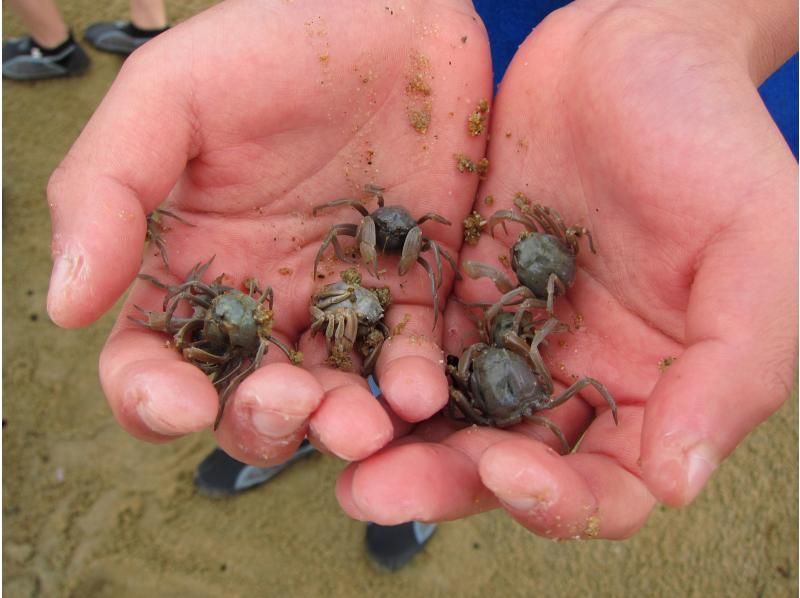 [Okinawa, Ishigaki Island] Recommended for the winter season! Mangrove walk and wildlife huntingの紹介画像