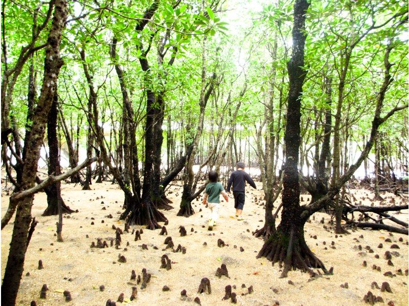 [Okinawa, Ishigaki Island] Recommended for the winter season! Mangrove walk and wildlife huntingの紹介画像