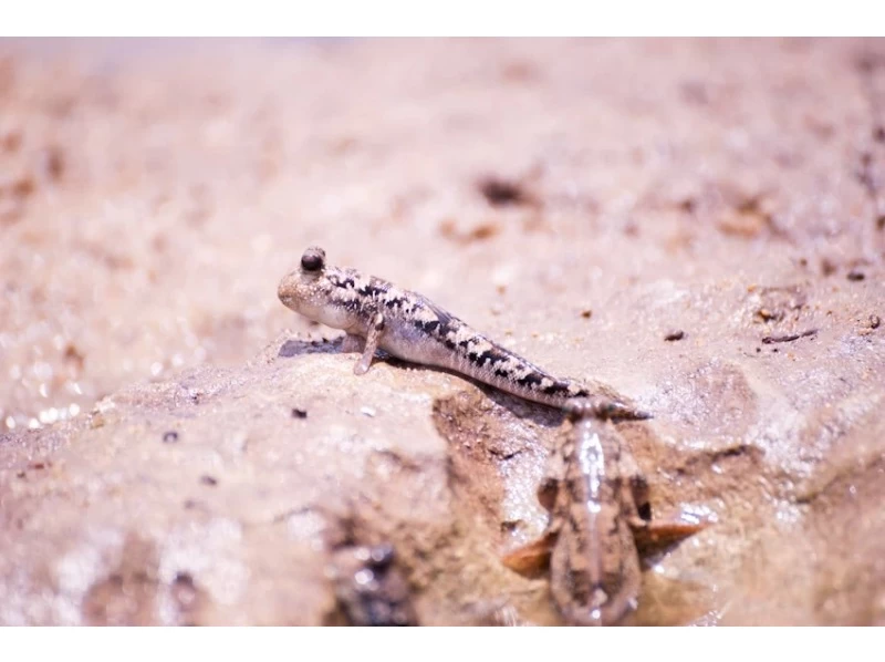 【沖縄・石垣島】冬季シーズンお勧め！マングローブウォーク＆生き物探しの紹介画像