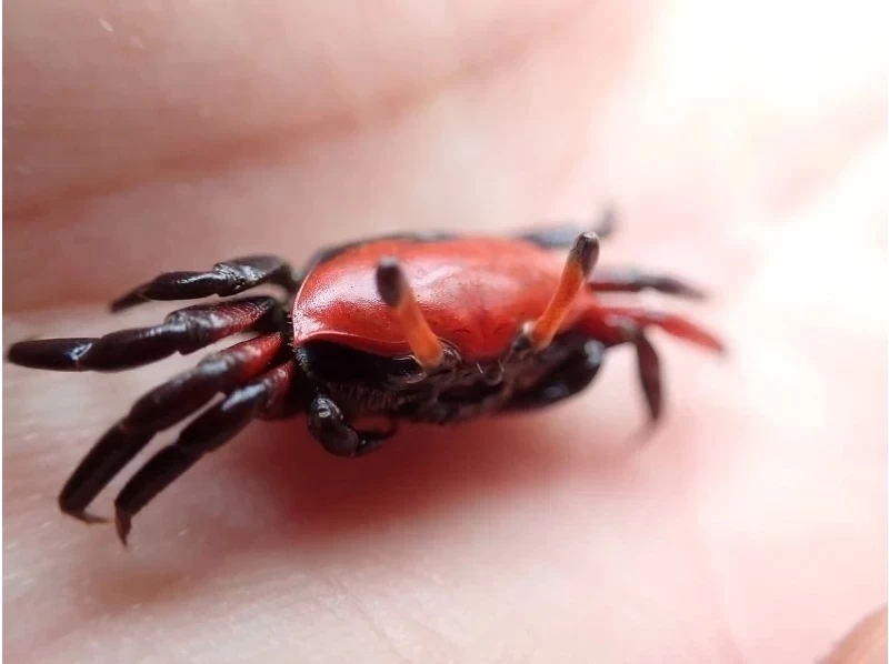 [Okinawa, Ishigaki Island] Recommended for the winter season! Mangrove walk and wildlife huntingの紹介画像