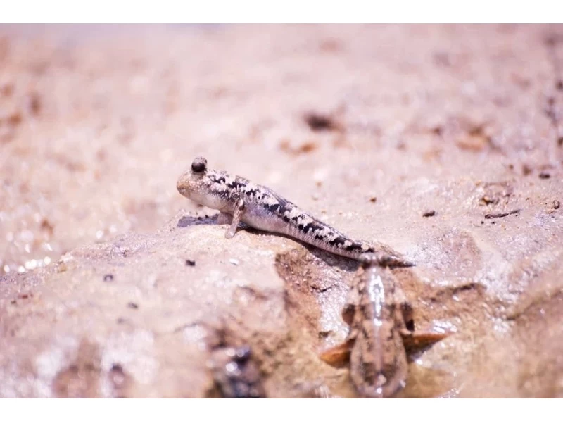 [Okinawa, Ishigaki Island] Recommended for the winter season! Mangrove walk and wildlife huntingの紹介画像