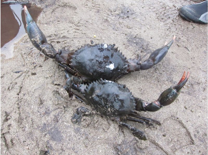 [Okinawa, Ishigaki Island] Recommended for the winter season! Mangrove walk and wildlife huntingの紹介画像