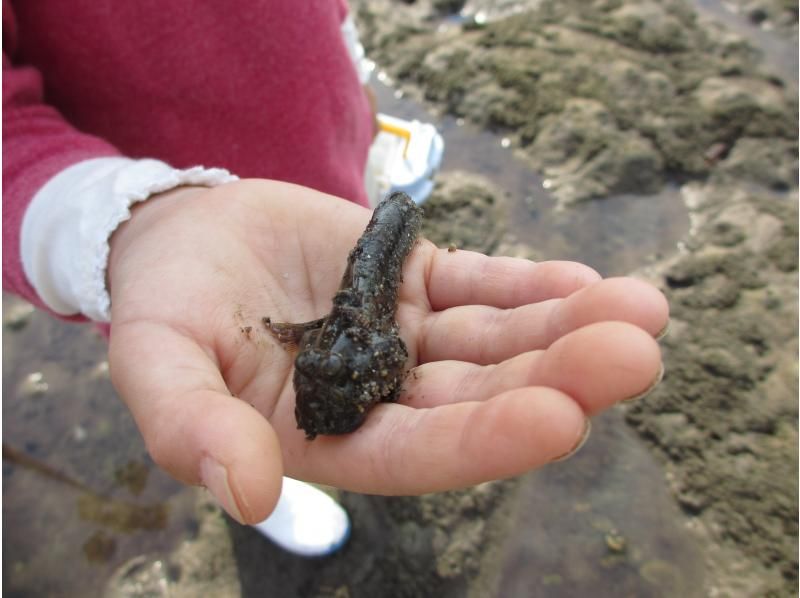 [Okinawa, Ishigaki Island] Recommended for the winter season! Mangrove walk and wildlife huntingの紹介画像