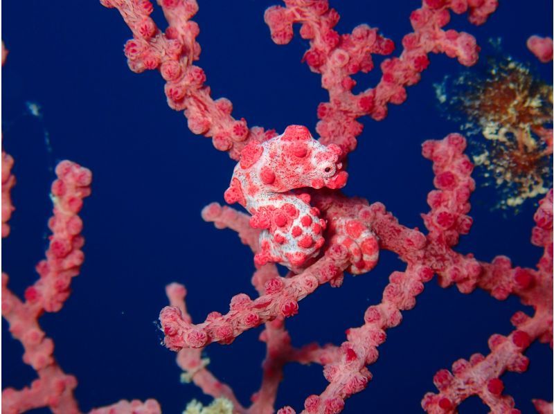 SALE!【沖縄・石垣島】FUNダイビング・マンタ・カメ・ニモ！器材無料キャンペーン中！お一人様・団体様大歓迎！の紹介画像