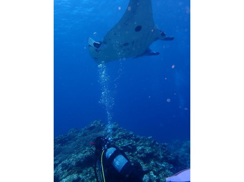 SALE!【沖縄・石垣島】FUNダイビング・マンタ・カメ・ニモ！器材無料キャンペーン中！お一人様・団体様大歓迎！の紹介画像
