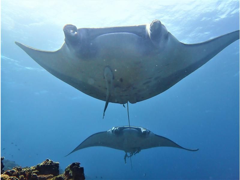 SALE!【沖縄・石垣島】FUNダイビング・マンタ・カメ・ニモ！器材無料キャンペーン中！お一人様・団体様大歓迎！の紹介画像