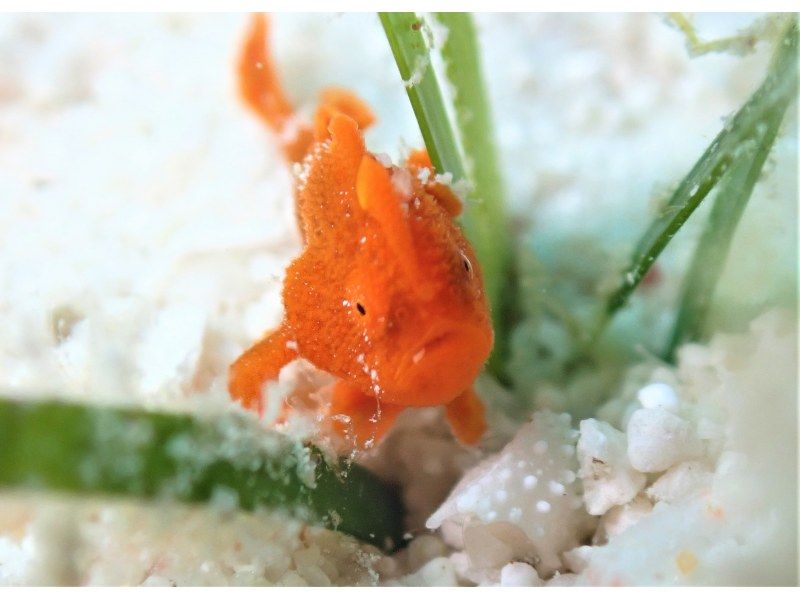 SALE!【沖縄・石垣島】FUNダイビング・マンタ・カメ・ニモ！器材無料キャンペーン中！お一人様・団体様大歓迎！の紹介画像