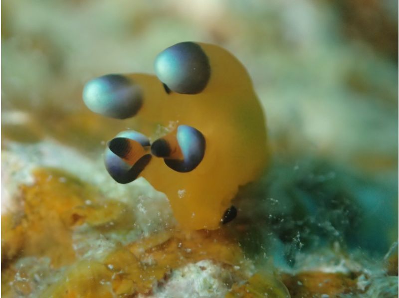 SALE!【沖縄・石垣島】FUNダイビング・マンタ・カメ・ニモ！器材無料キャンペーン中！お一人様・団体様大歓迎！の紹介画像