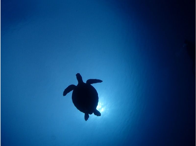 SALE!【沖縄・石垣島】FUNダイビング・マンタ・カメ・ニモ！器材無料キャンペーン中！お一人様・団体様大歓迎！の紹介画像