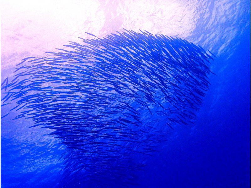 SALE!【沖縄・石垣島】FUNダイビング・マンタ・カメ・ニモ！器材無料キャンペーン中！お一人様・団体様大歓迎！の紹介画像