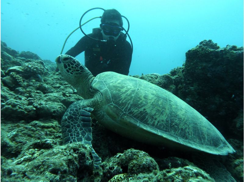 【シャワー・更衣室・器材＆バスタオル付・送迎有】一組貸し切りお手軽糸満・豊見城2ボートダイビングの紹介画像