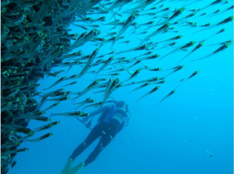 【シャワー・更衣室・器材＆バスタオル付・送迎有】一組貸切お手軽糸満・豊見城2ボートダイビング　～空港到着後、レンタカーを借りてすぐ潜れます～の紹介画像