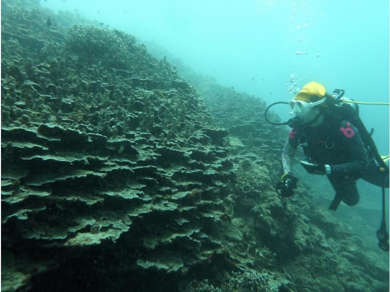 【シャワー・更衣室・器材＆バスタオル付・送迎有】一組貸切お手軽糸満・豊見城2ボートダイビング　～空港到着後、レンタカーを借りてすぐ潜れます～の紹介画像