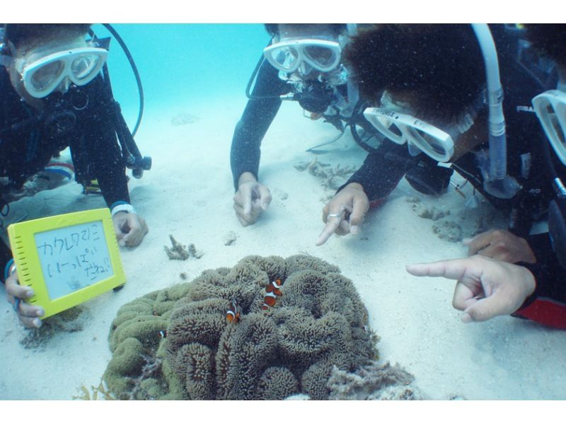 【マリン体験＋竹富観光】幻の島上陸＋体験ダイビング＋竹富島で水牛車観光＜約9時間／昼食付／M-5＞の紹介画像