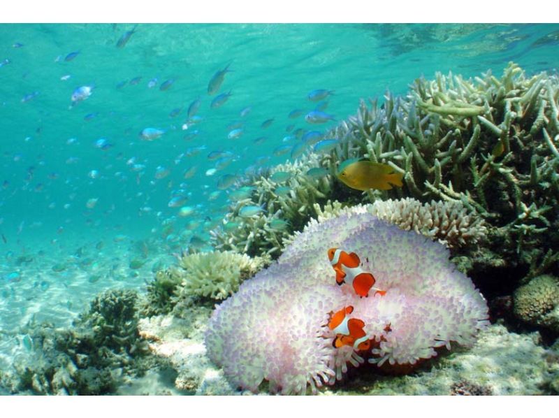 【マリン体験＋竹富観光】幻の島上陸＋体験ダイビング＋竹富島で水牛車観光＜約9時間／昼食付／M-5＞の紹介画像