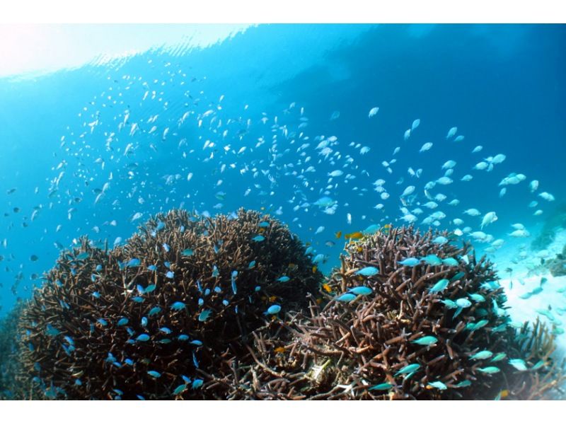 【マリン体験＋竹富観光】幻の島上陸＋体験ダイビング＋竹富島で水牛車観光＜約9時間／昼食付／M-5＞の紹介画像