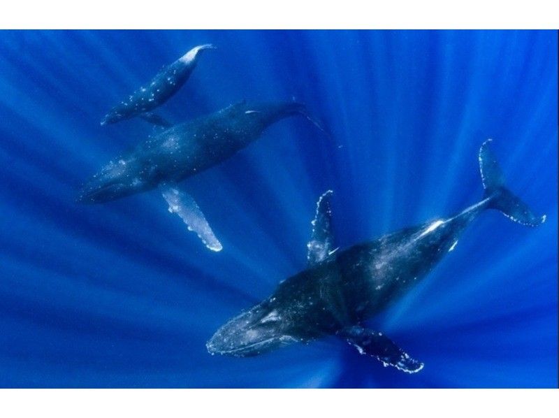那覇発◆ホエールスイム◆クジラと一緒に泳ごう！！※器材レンタル無料※写真＆動画プレゼント【2026年1月.2月.3月】限定の紹介画像