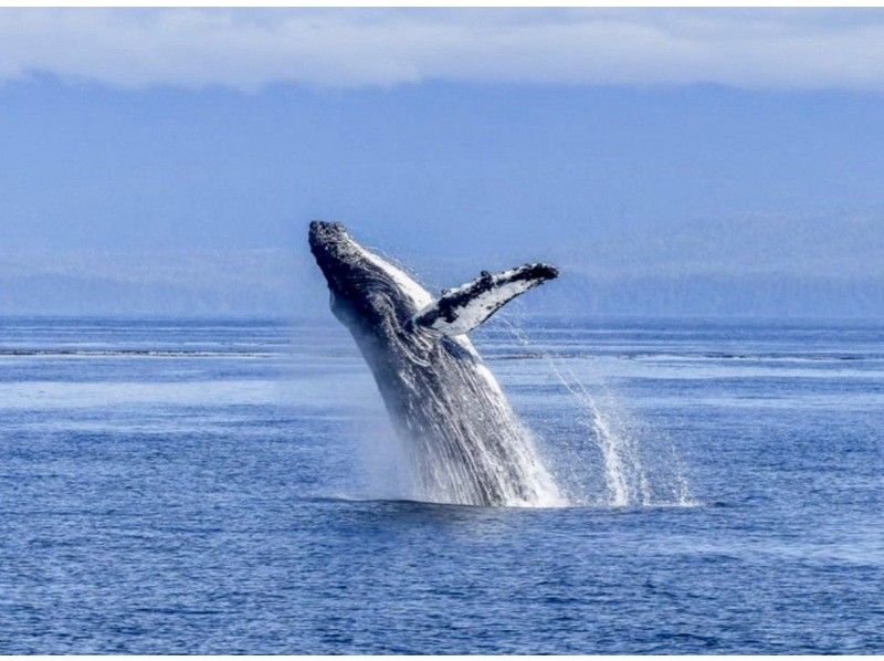 那覇発◆ホエールスイム◆クジラと一緒に泳ごう！！※器材レンタル無料※写真＆動画プレゼント【2026年1月.2月.3月】限定の紹介画像