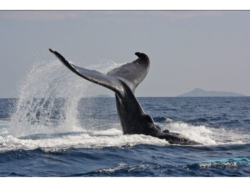 那覇発◆ホエールスイム◆クジラと一緒に泳ごう！！※器材レンタル無料※写真＆動画プレゼント【2026年1月.2月.3月】限定の紹介画像