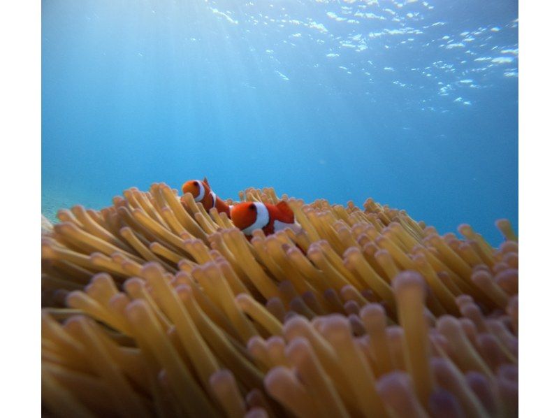 【沖縄・読谷村】ダイビング講習期間中２名様まで講習日前日から宿泊無料！！PADIオープンウォーターライセンス講習プランの紹介画像